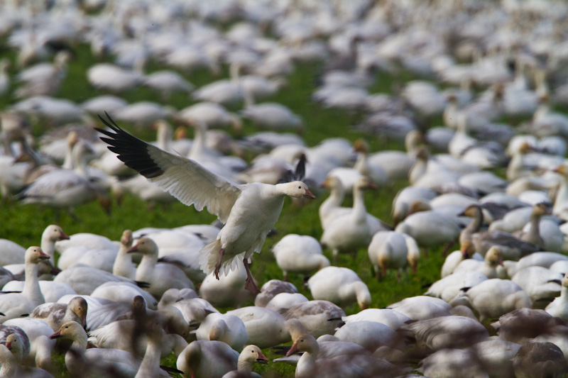Snow Goose Landing In Field